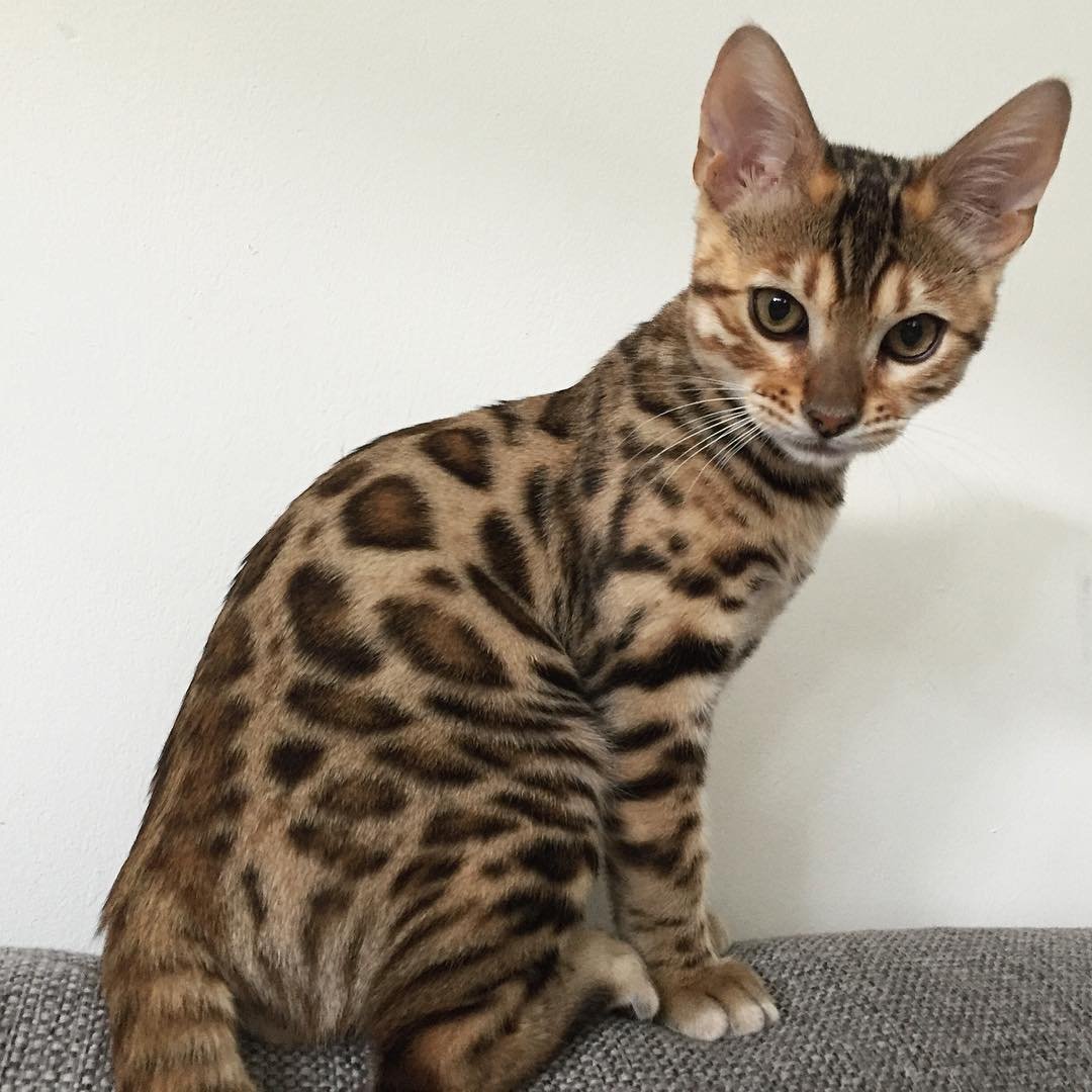 Bengalí