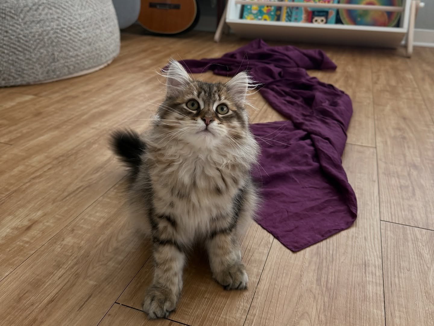 Gatito Siberiano Bella