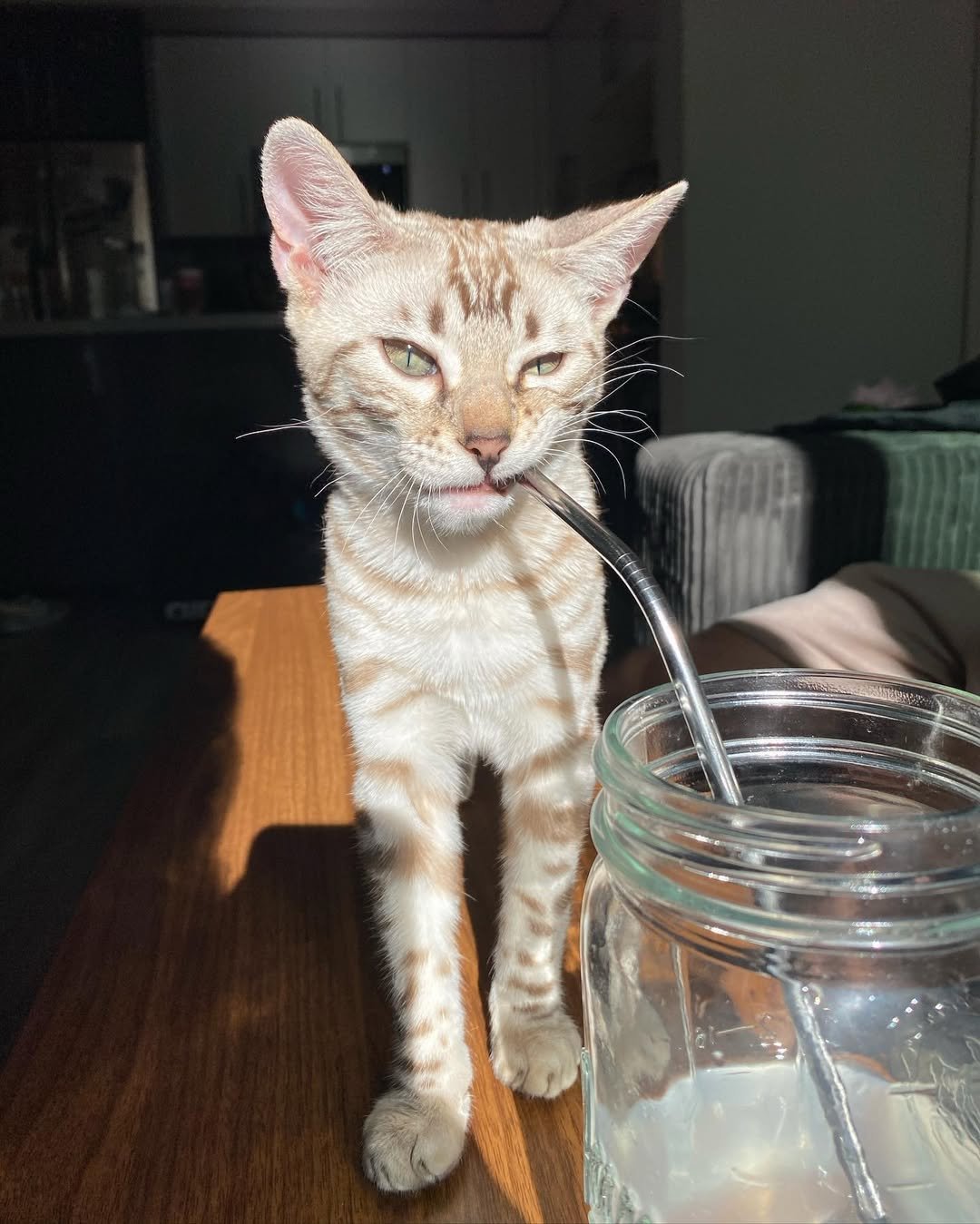 Gatito Bengalí Caro