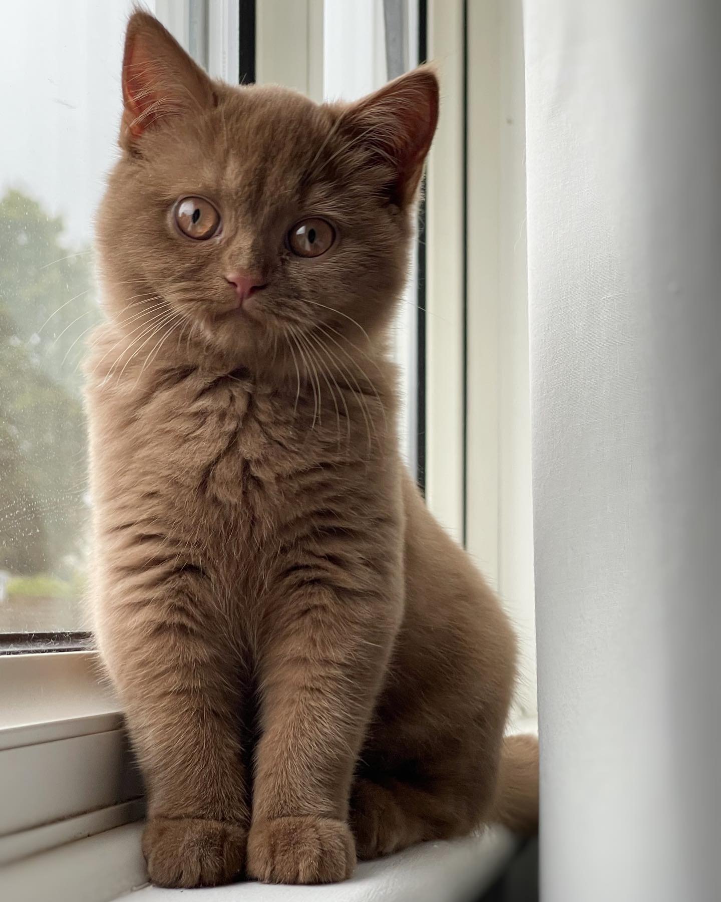 Gatito British Shorthair Dana