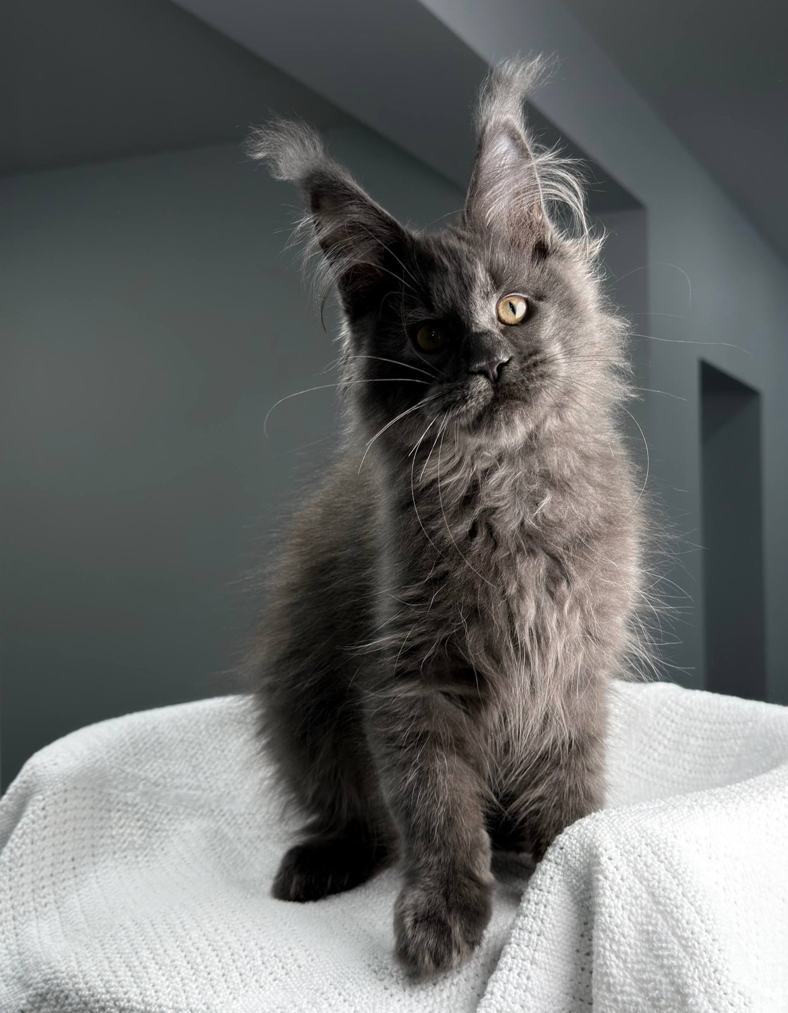 Gatito Maine Coon Jarvis