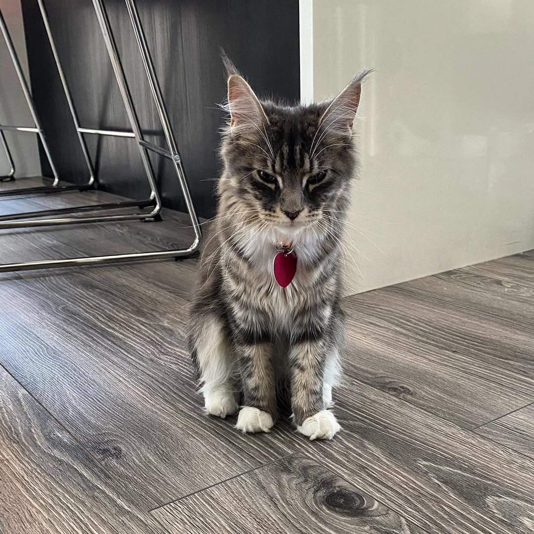 Gatito Maine Coon Krump
