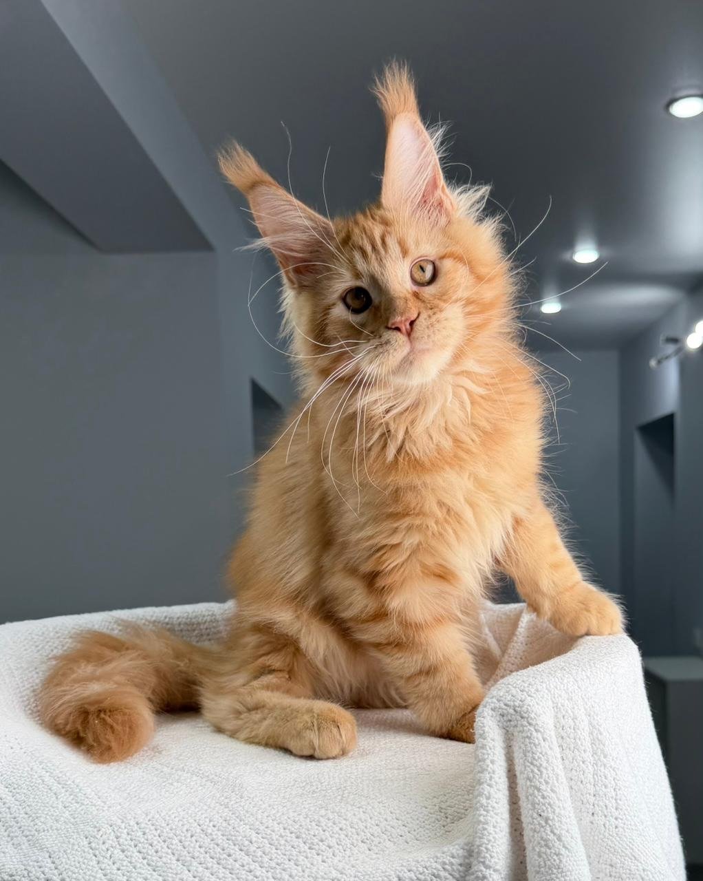 Maine Coon
