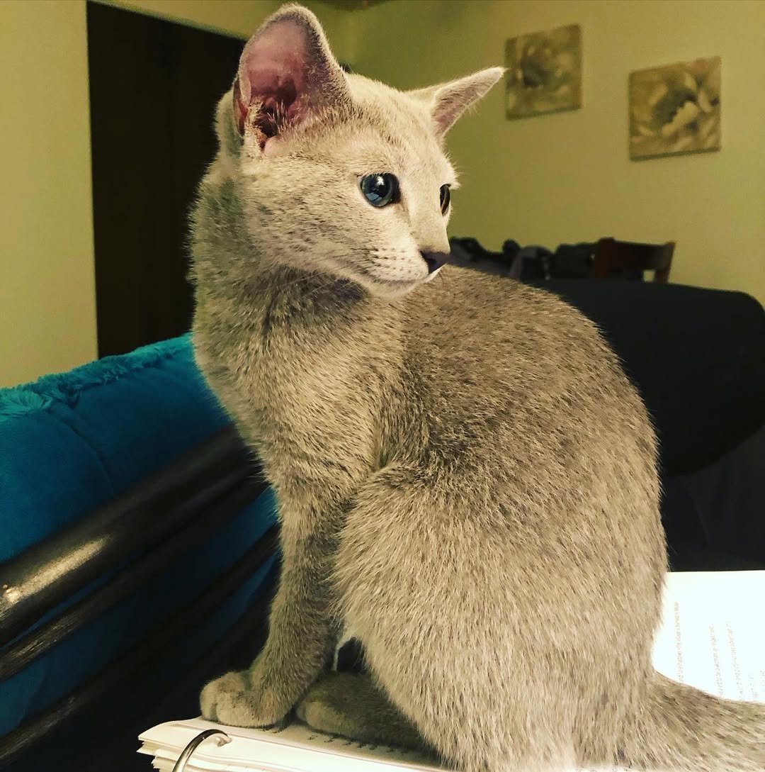 Gatito Azul Ruso Merlin