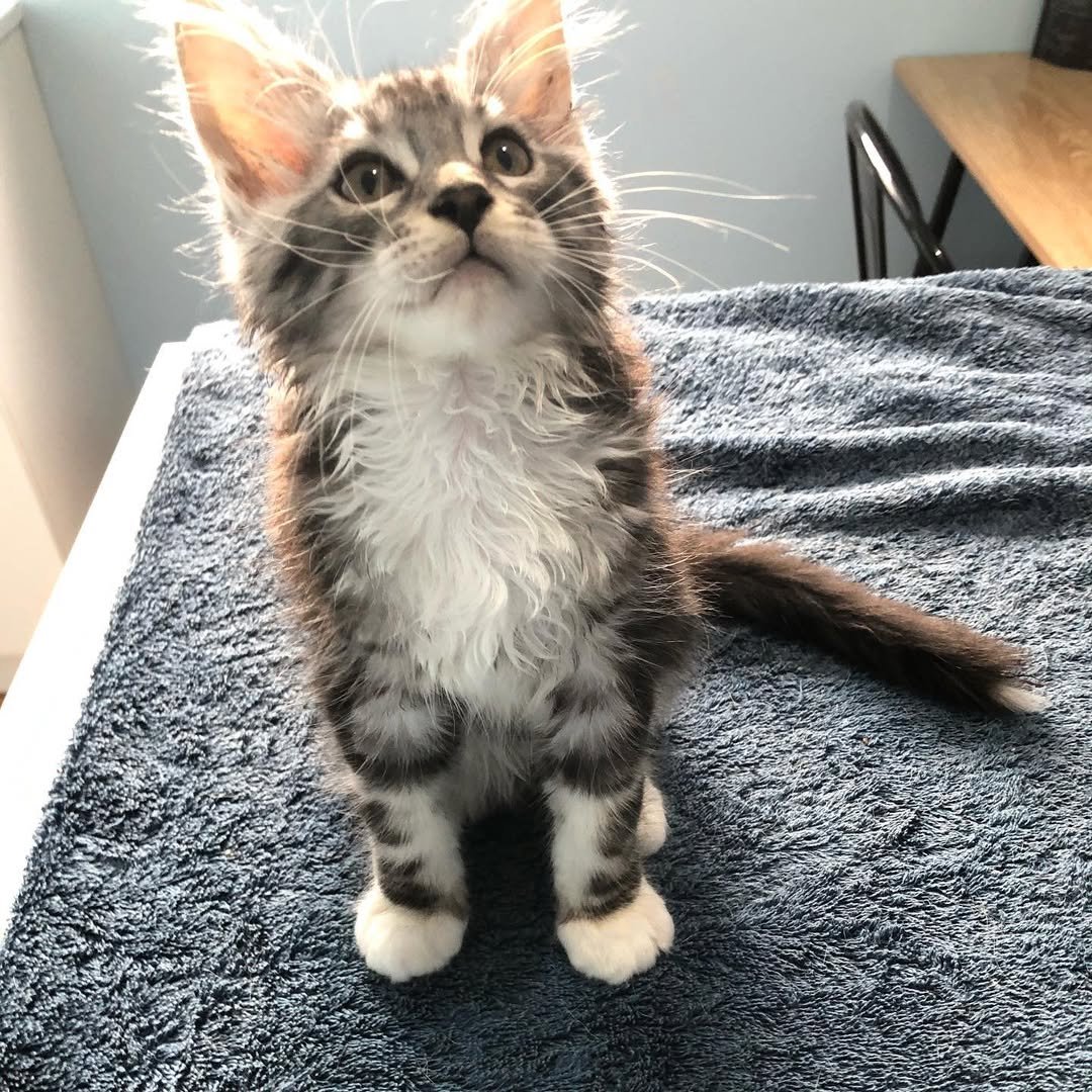 Gatito Maine Coon Monti