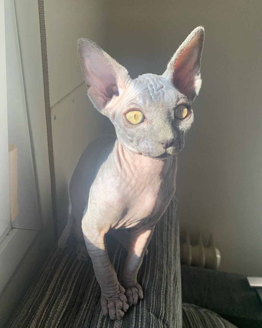 Gatito Sphynx Nalita