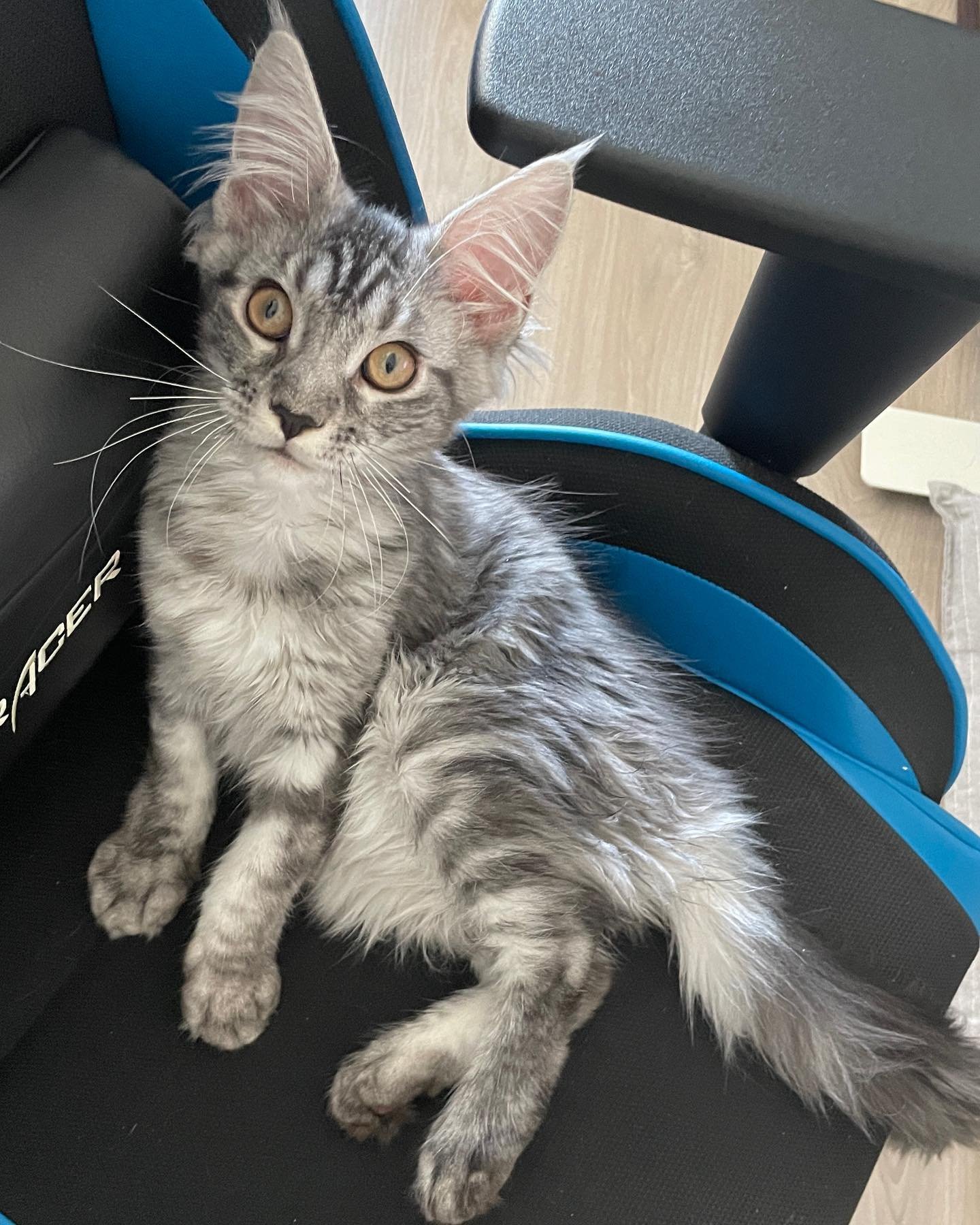 Gatito Maine Coon Ori