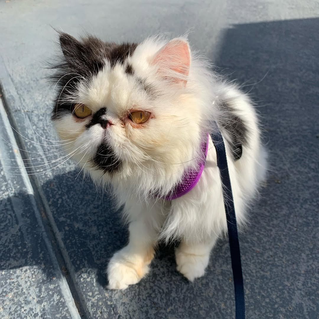 Gatito Persa Pickle