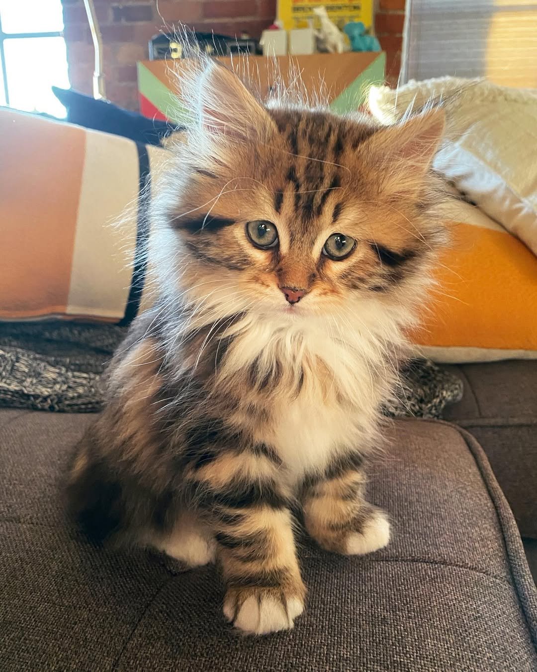Gatito Siberiano Pierogi