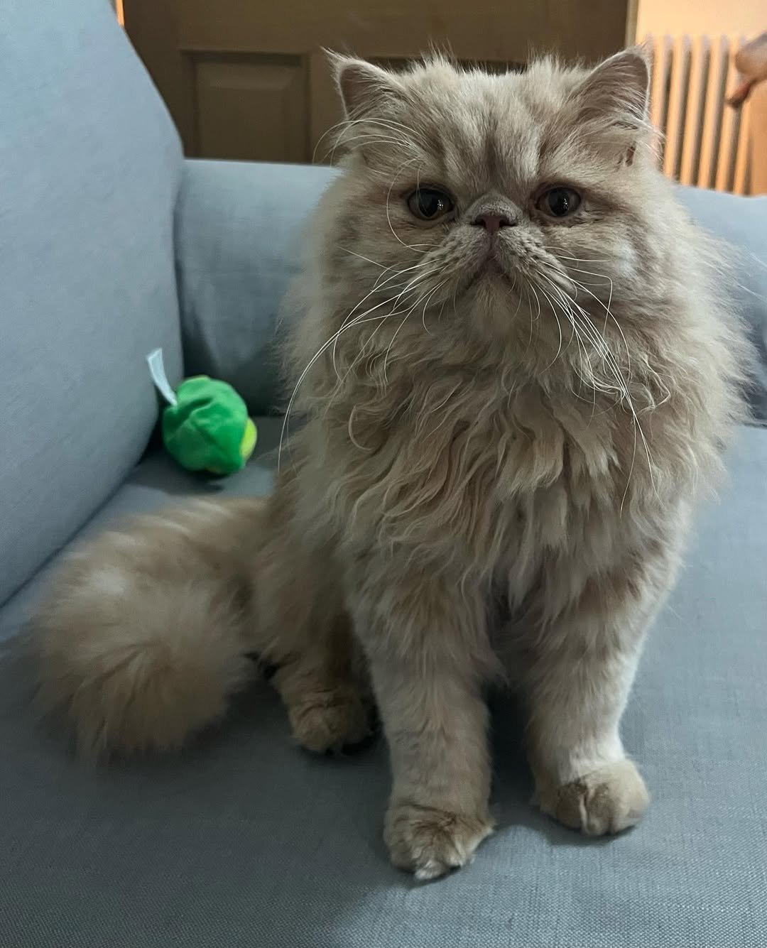 Gatito Persa Ralph