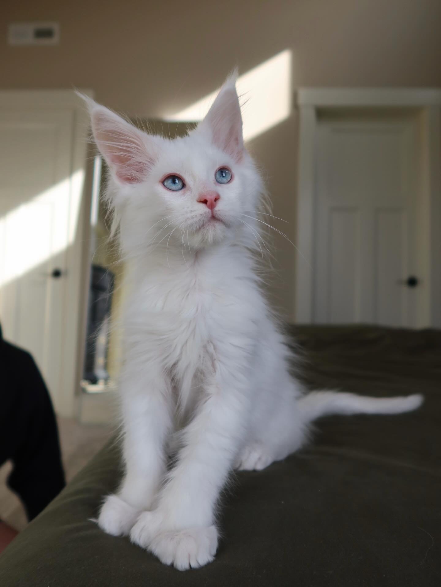 Gatito Maine Coon Romeo