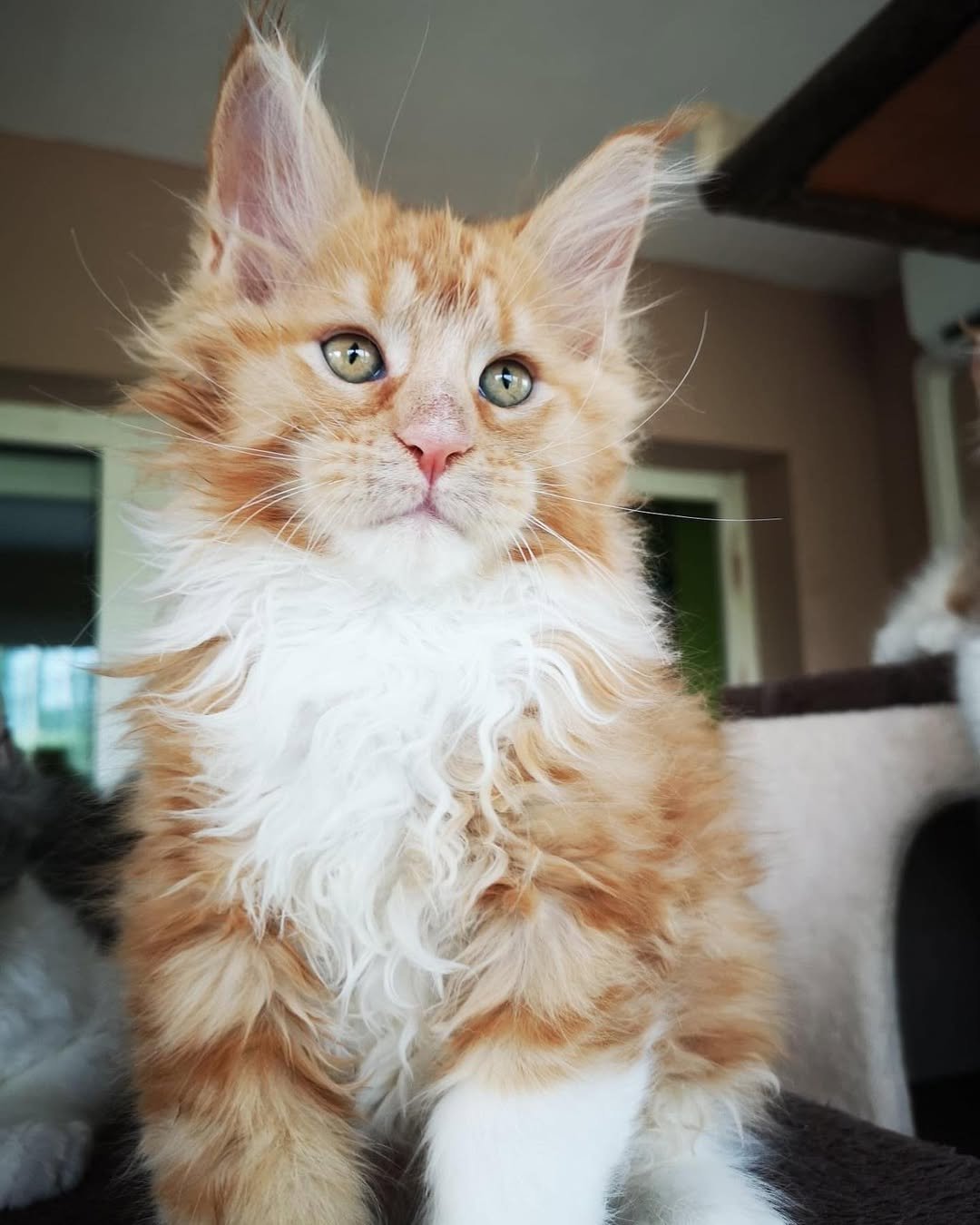 Gatita Maine Coon