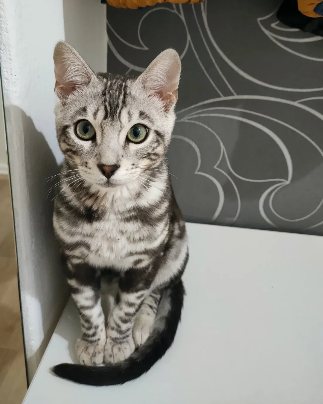 Gatito Bengalí Tyrion