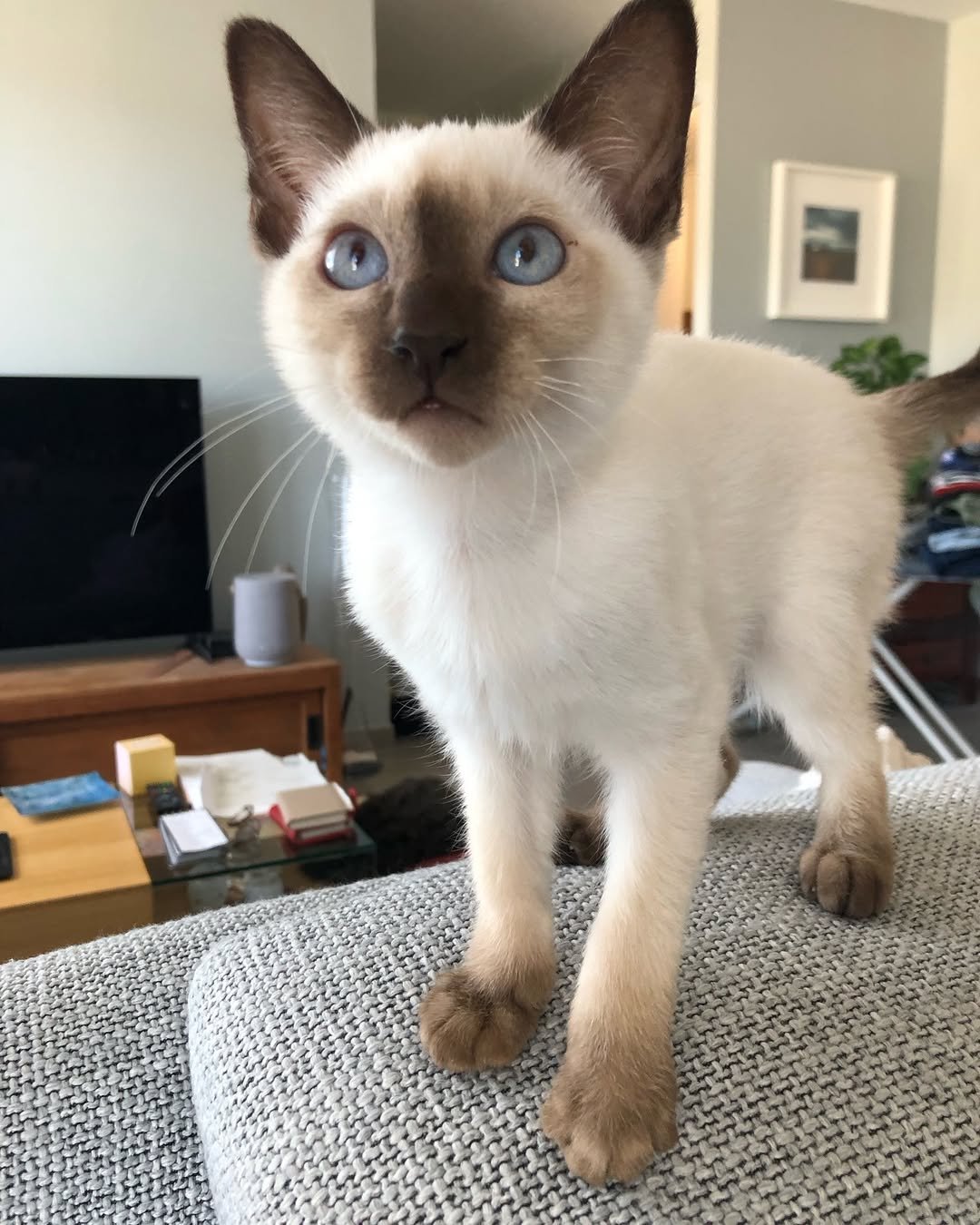 Gatito Siamés Yoda